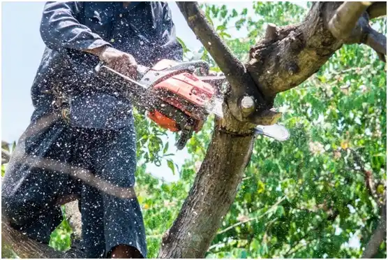 tree services Tacoma